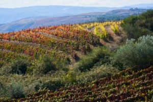 vineyards, Autumn colours, Douro Valley, Portugal vineyards, Autumn colours, Douro Valley, Portugal